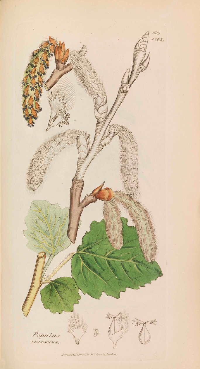 Botanika angielska, 1790-1800. autorstwa James Sowerby