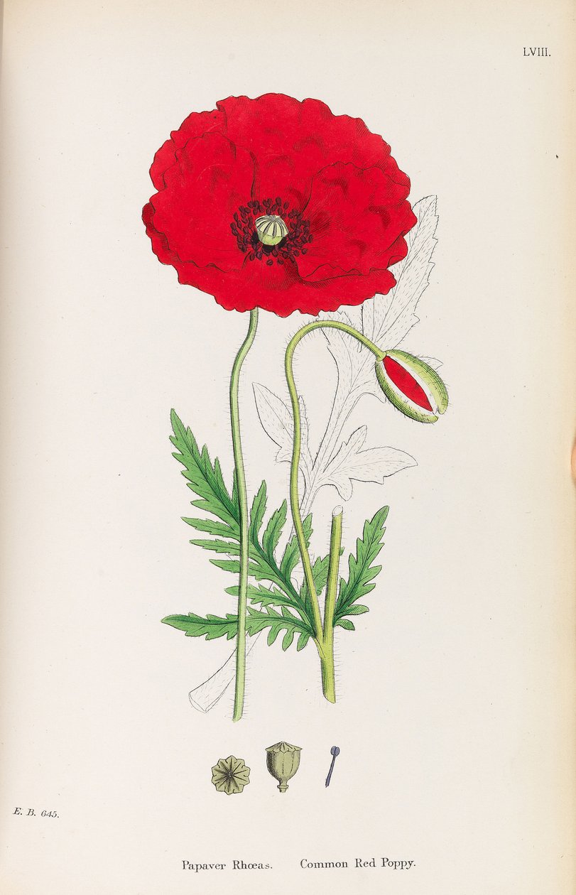 Botanika angielska, 1790-1800. autorstwa James Sowerby