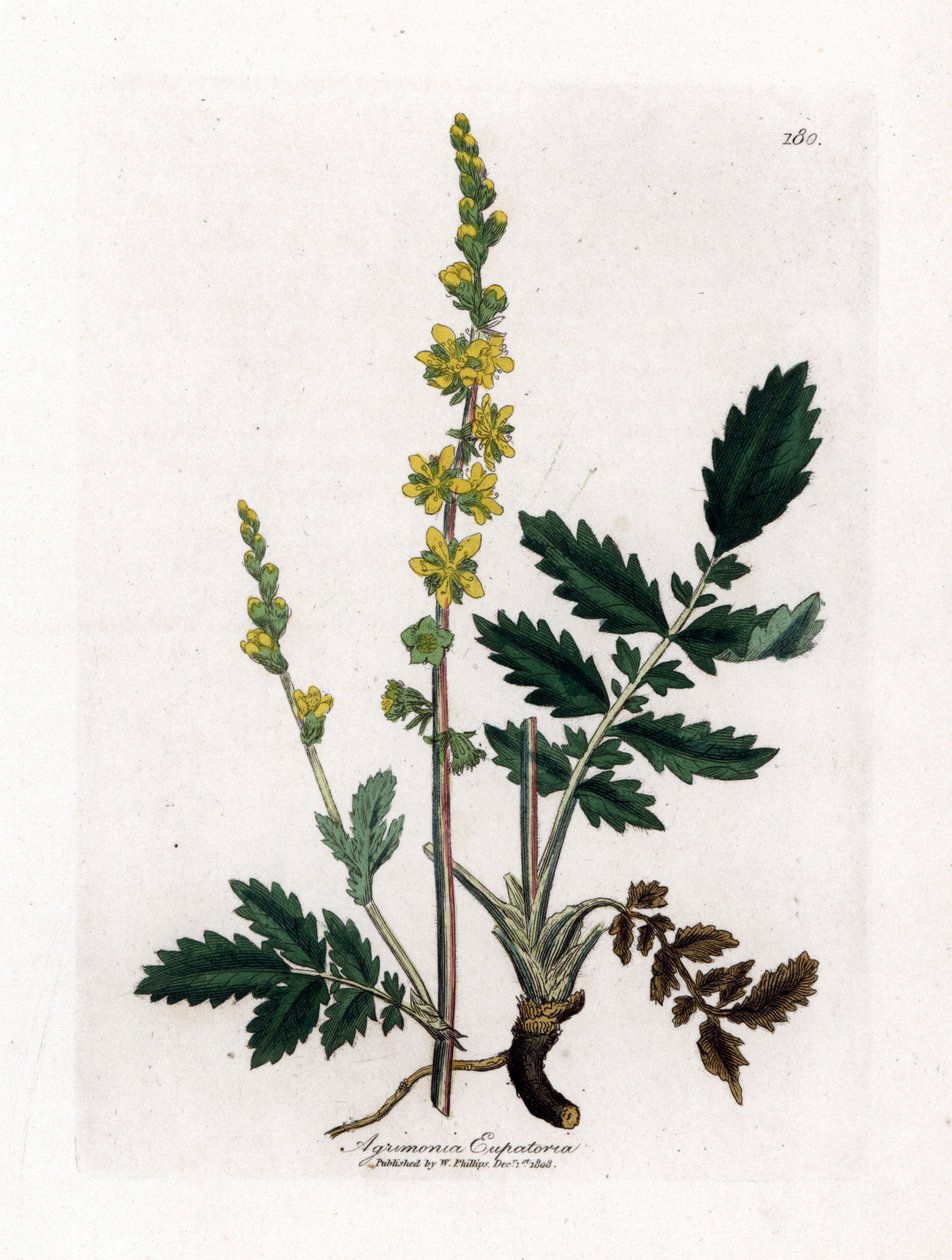 Eupatory sour - Agrimony, Agrimonia eupatoria. Gravura em placa de cobre colorida à mão de uma ilustração botânica de James Sowerby de William Woodville e Sir William Jackson Hooker