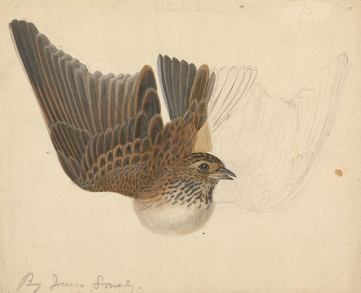 polonês de cotovia eurasiana autorstwa James Sowerby