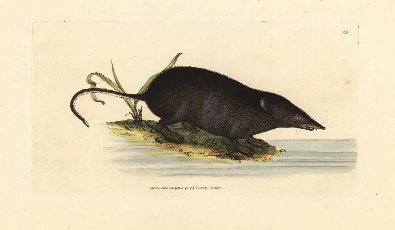 Ryjówka wodna, Neomys fodiens (Sorex ciliatus, ryjówka wodna z frędzlami). Miedzioryt ręcznie barwiony autorstwa Jamesa Sowerby