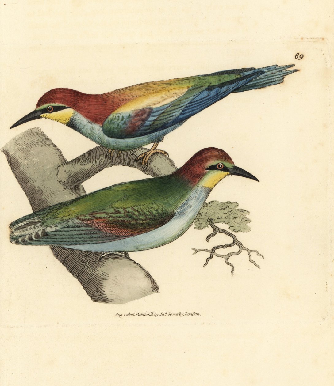 Abelharuco europeu, Merops apiaster. Masculino e feminino. Gravura em placa de cobre colorida à mão por James Sowerby de The British Miscellany, ou figuras coloridas de assuntos animais novos, raros ou pouco conhecidos.polonês autorstwa James Sowerby