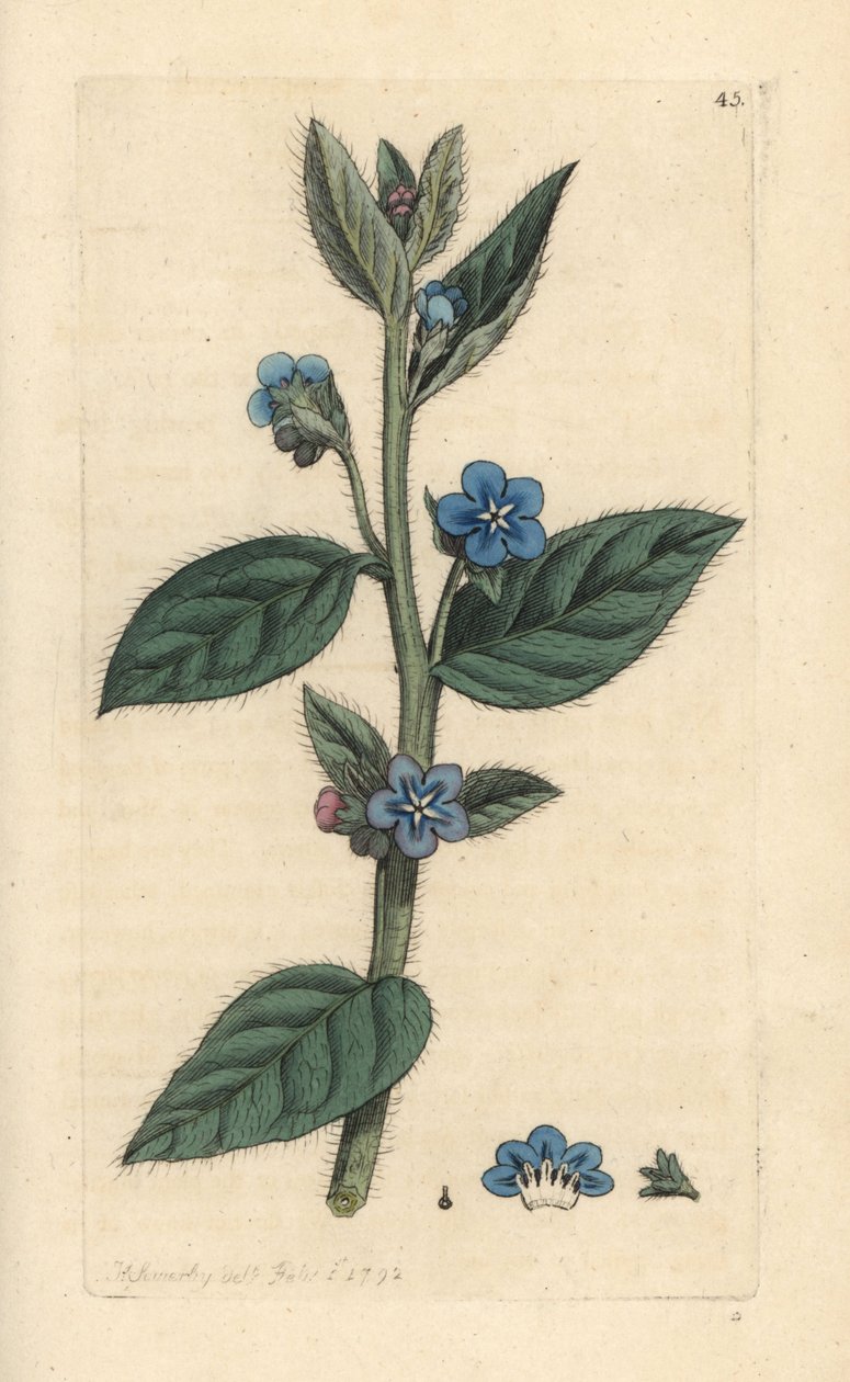 Evergreen bugloss, Pentaglottis sempervirens (Evergreen alkanet, Anchusa sempervirens) Ręcznie kolorowany miedzioryt według ilustracji Jamesa Sowerby