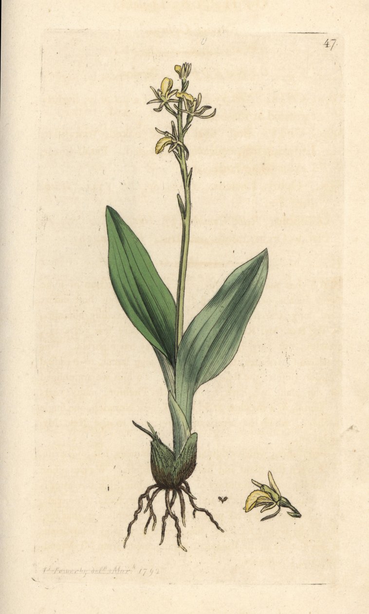 Storczyk torfowiskowy, Liparis loeselii (Dwarf ophrys, Ophrys loeselii). Miedzioryt ręcznie kolorowany według ilustracji autorstwa Jamesa Sowerby