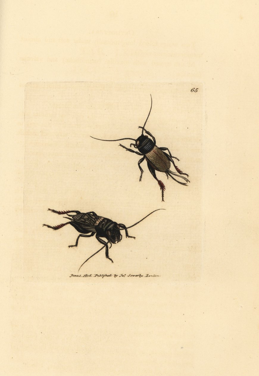 Świerszcz polny, Gryllus campestris (Accheta campestris). Miedzioryt ręcznie barwiony autorstwa Jamesa Sowerby