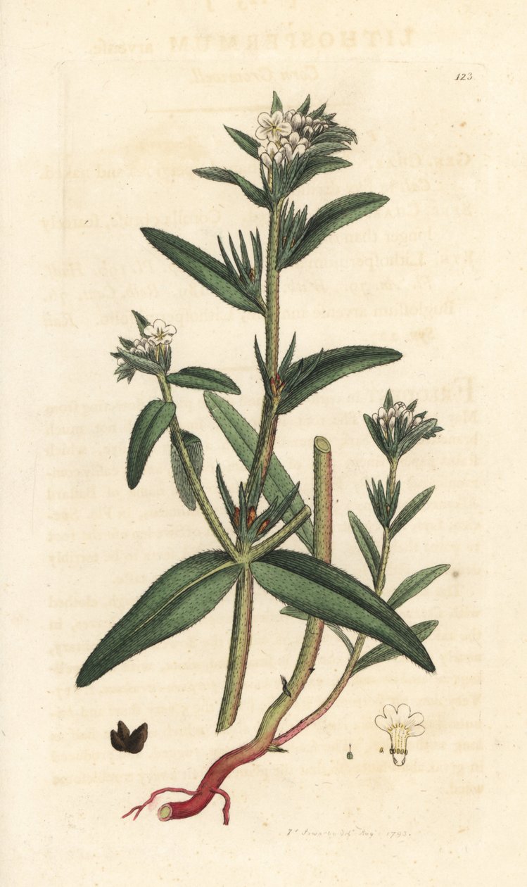 Przelotka polna, Buglossoides arvensis (Lithospermum arvense) (Gremil des champs) Miedzioryt ręcznie kolorowany według ilustracji Jamesa Sowerby