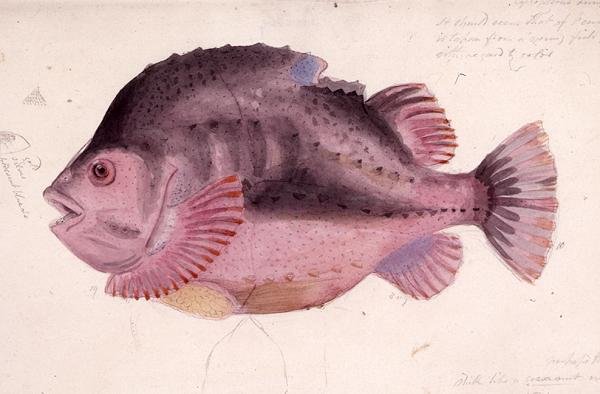 Ryba (akwarela na papierze) autorstwa James Sowerby