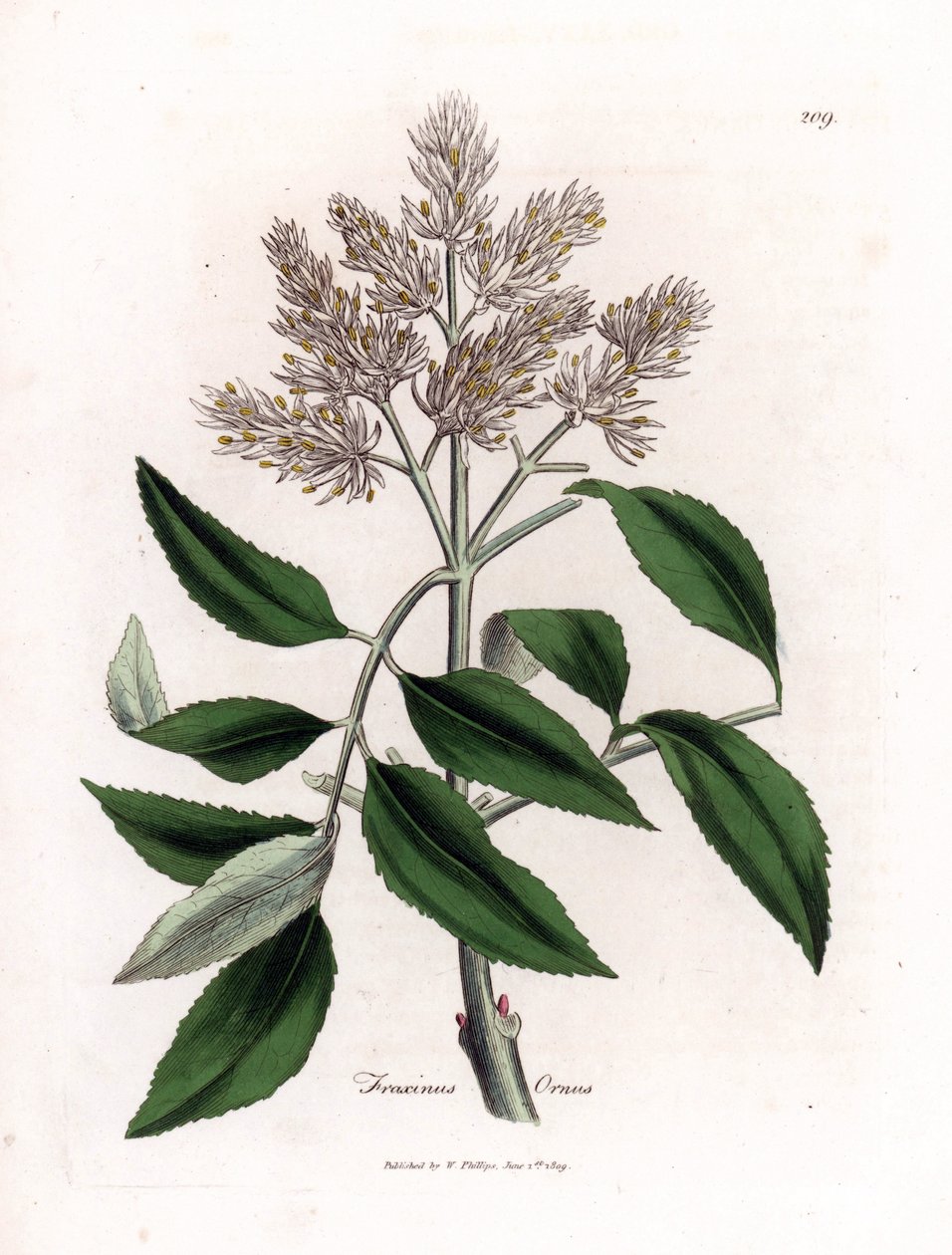 Kwitnący jesion, Fraxinus ornus. Ręcznie kolorowany miedzioryt z ilustracji botanicznej autorstwa Jamesa Sowerby
