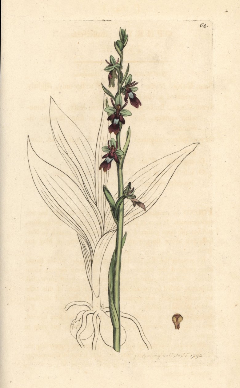 Storczyk muchowy, Ophrys insectifera (storczyk muchowy, Ophrys muscifera). Miedzioryt ręcznie kolorowany według ilustracji autorstwa Jamesa Sowerby