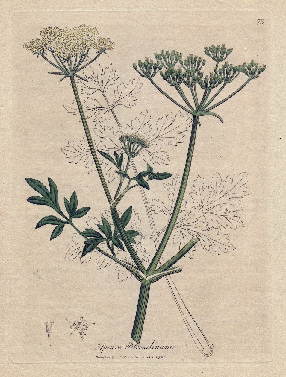 Pietruszka smażona (Apium petroselinum). Miedzioryt ręcznie kolorowany na podstawie ilustracji autorstwa Jamesa Sowerby