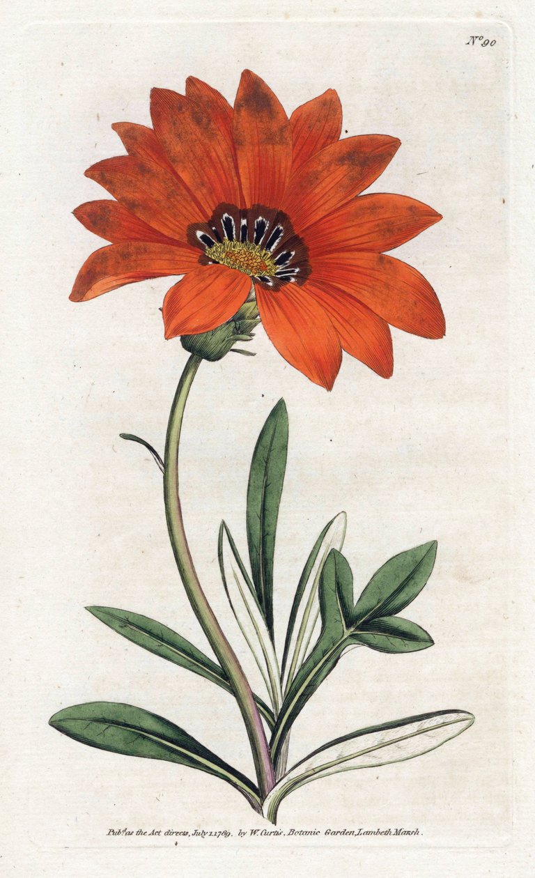 Gazania (gazania) stroma - litografia Jamesa Sowerby