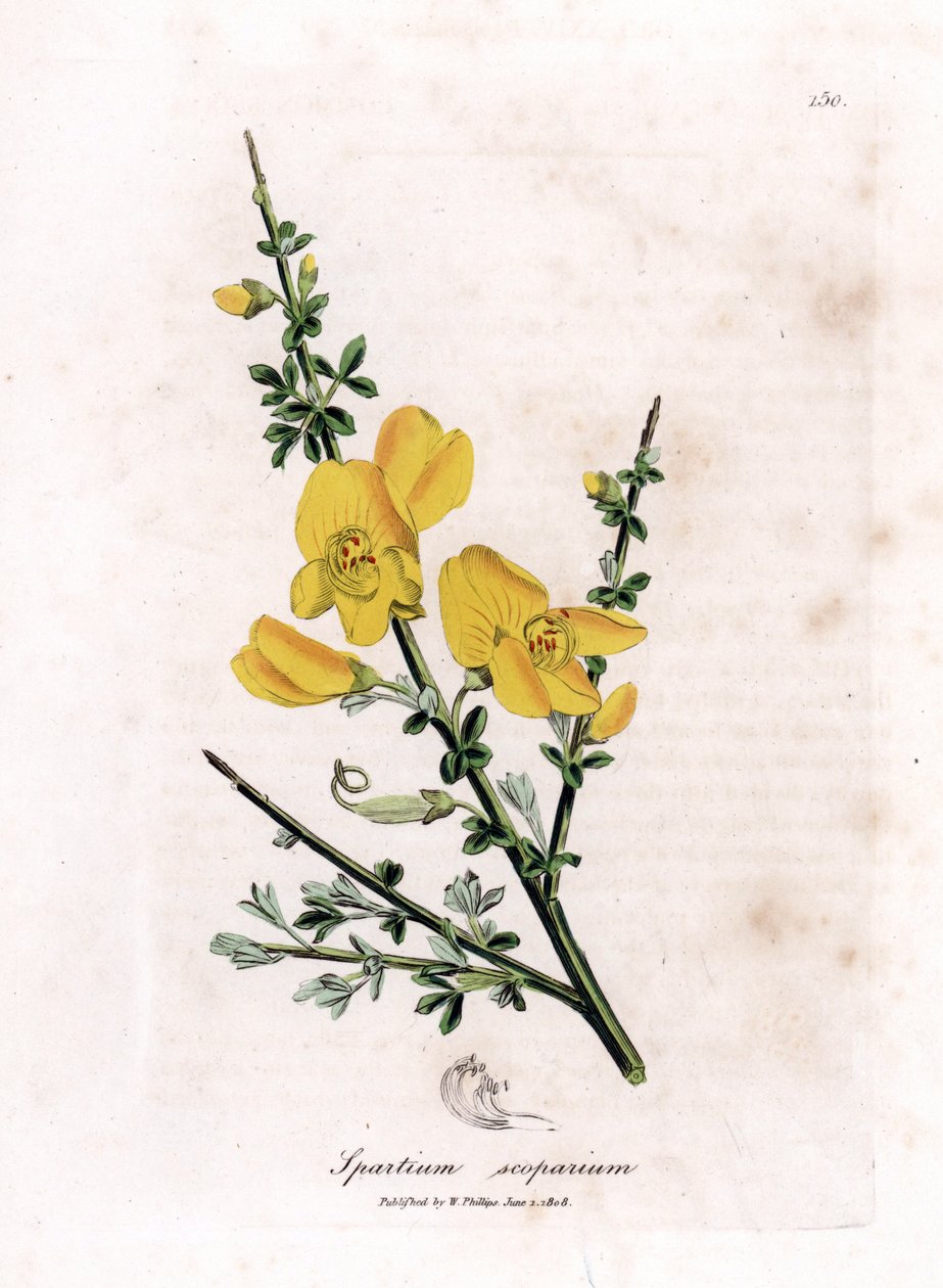 Genet miotła - miotła pospolita, Cytisus scoparius. Ręcznie kolorowany miedzioryt z ilustracji botanicznej autorstwa Jamesa Sowerby