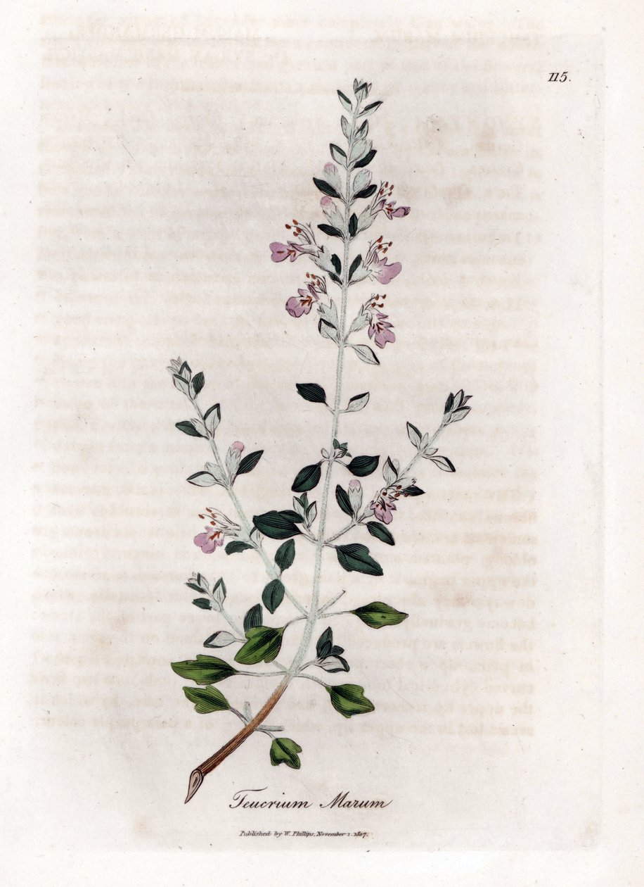 Germandree marum lub germandree kotów - tymianek koci, Teucrium marum. Ręcznie kolorowany miedzioryt z ilustracji botanicznej autorstwa Jamesa Sowerby