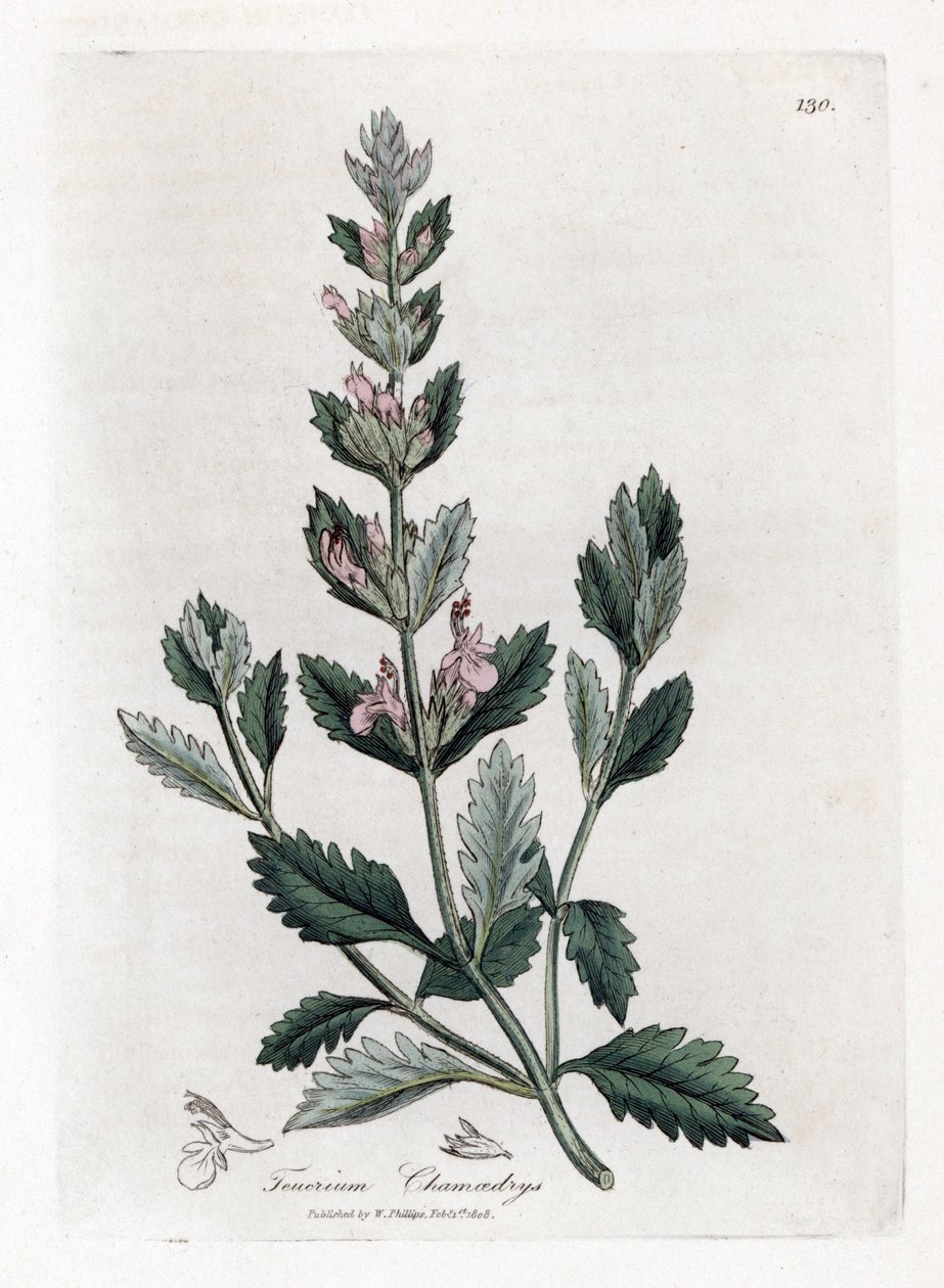 Germandree petit dąb - Germandree, Teucrium chamaedrys. Ręcznie kolorowany miedzioryt z ilustracji botanicznej autorstwa Jamesa Sowerby