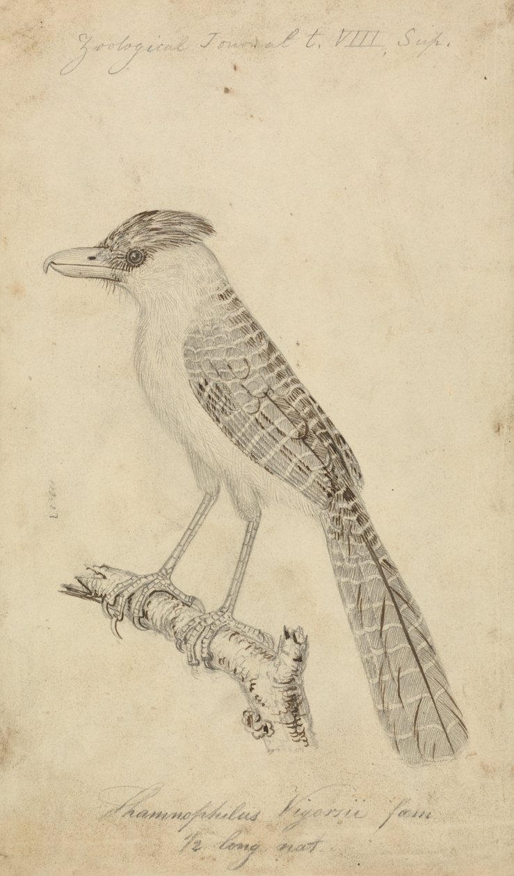 Gigantyczny Antshrike autorstwa James Sowerby