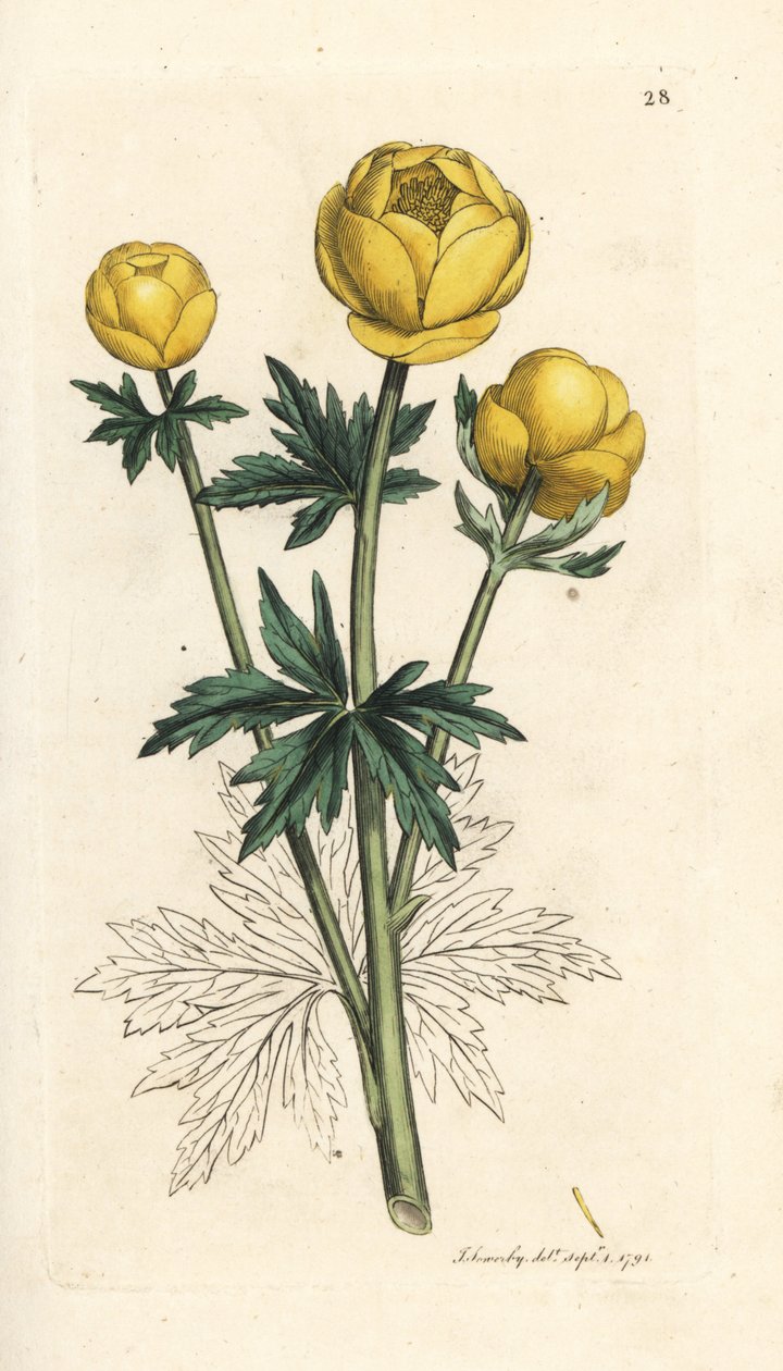 Kwiat kuli ziemskiej, Trollius europaeus. Miedzioryt ręcznie kolorowany według ilustracji autorstwa Jamesa Sowerby