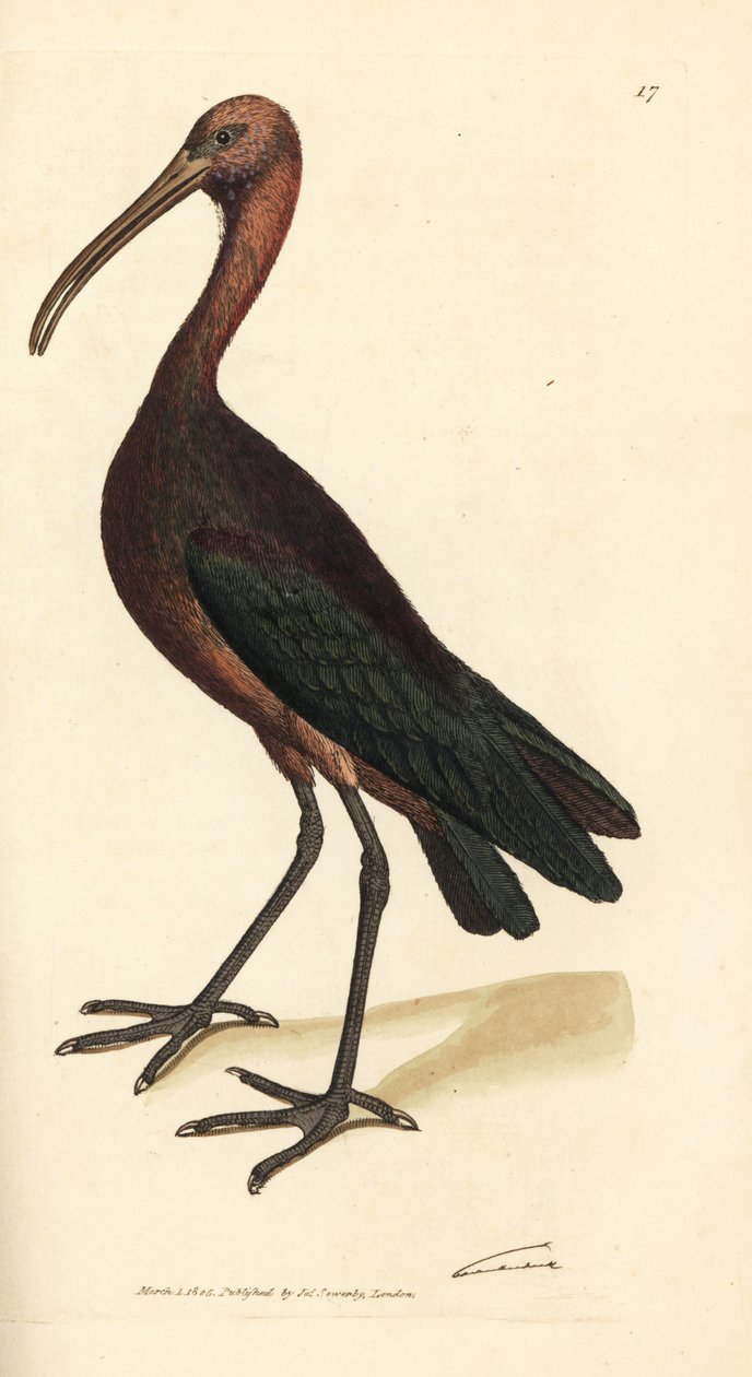 Błyszczący ibis, Plegadis falcinellus (Bay ibis, Tantalus falcinellus). Miedzioryt ręcznie barwiony autorstwa Jamesa Sowerby