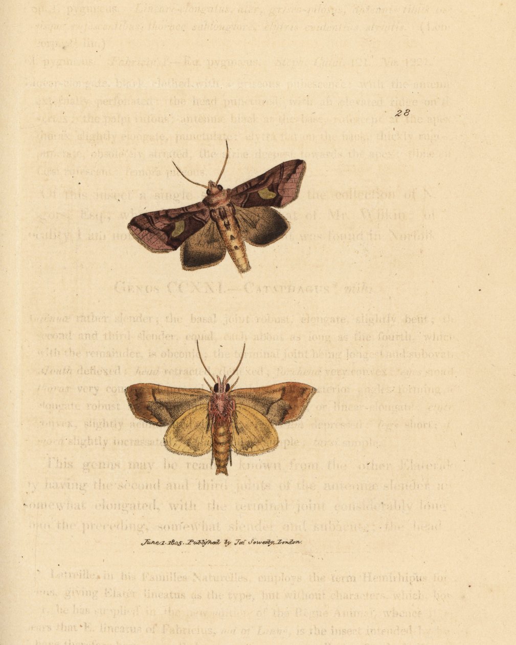 Ćma złocista, Autographa bractea (Phalaena Noctua bractea). Miedzioryt ręcznie barwiony autorstwa Jamesa Sowerby