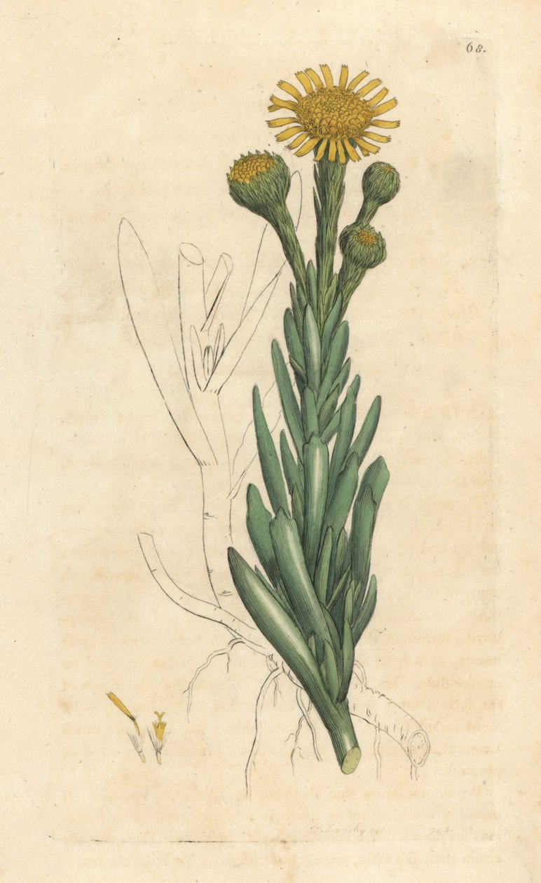 Samphire złocisty, Limbarda crithmoides (Samphire-leaved fleabane, Inula crithmoides) Ręcznie kolorowany miedzioryt według ilustracji Jamesa Sowerby