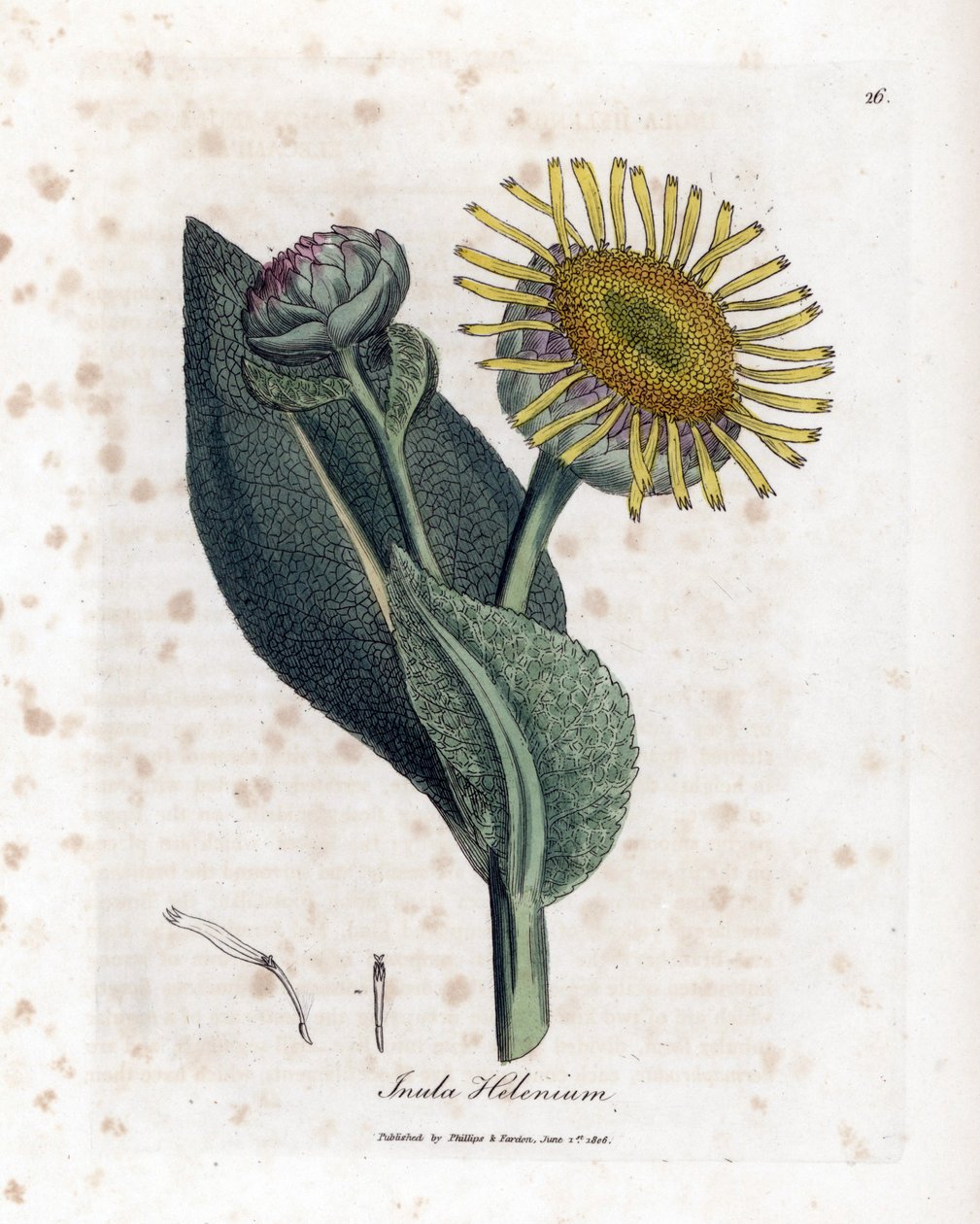 Grande Aunee - Elecampane, Inula helenium. Ręcznie kolorowany miedzioryt z ilustracji botanicznej autorstwa Jamesa Sowerby