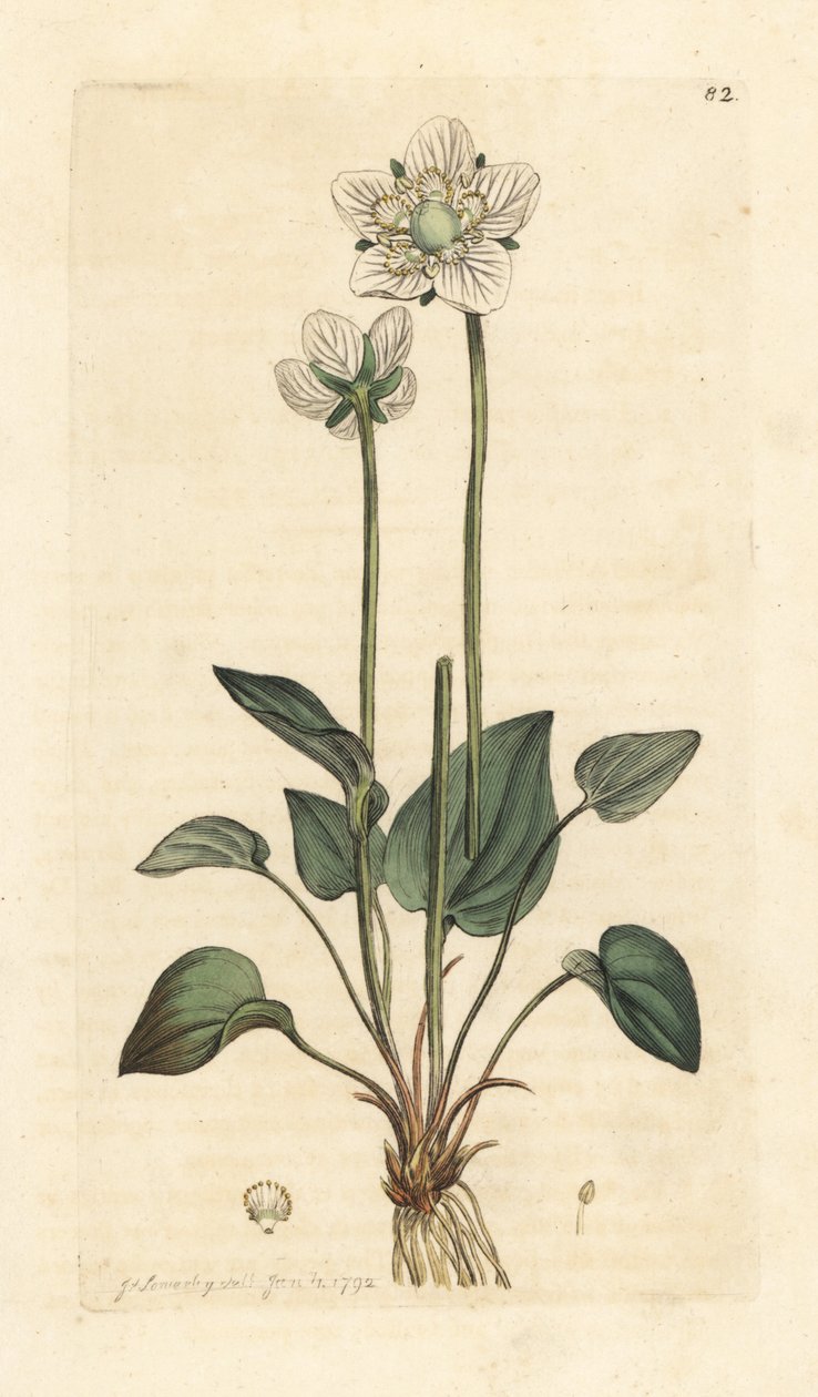 Grassy of Parnassus, Parnassia palustris Odręczny miedzioryt według ilustracji Jamesa Sowerby