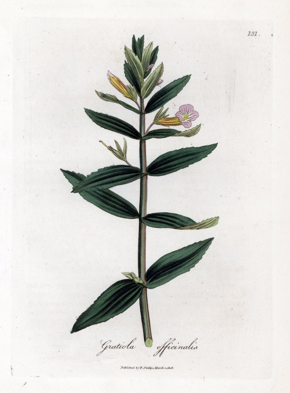 Gratiole officinale - Hedge-hyzop, Gratiola officinalis. Ręcznie kolorowany miedzioryt z ilustracji botanicznej autorstwa Jamesa Sowerby