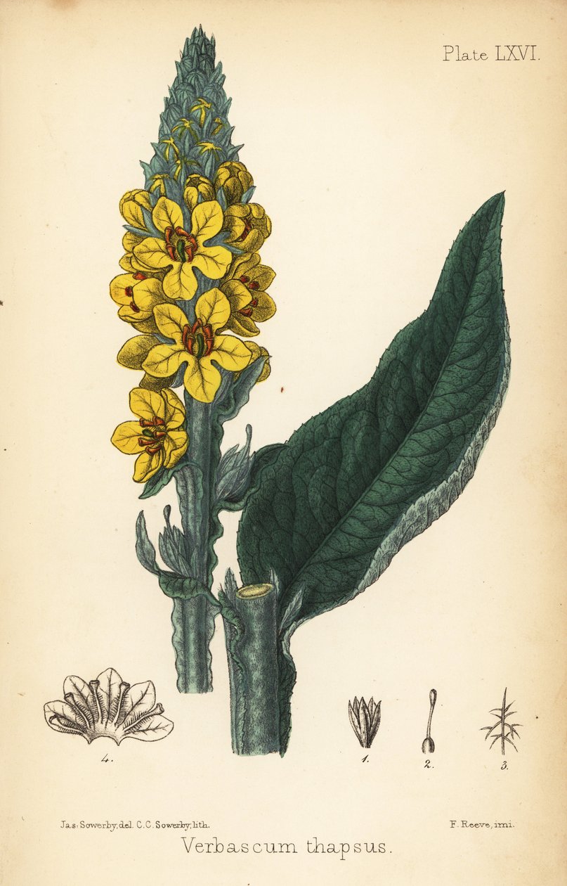 Dziewanna wielka, Verbasum thapsus. Ręcznie kolorowana litografia Charlotte Caroline Sowerby na podstawie ilustracji Jamesa Sowerby