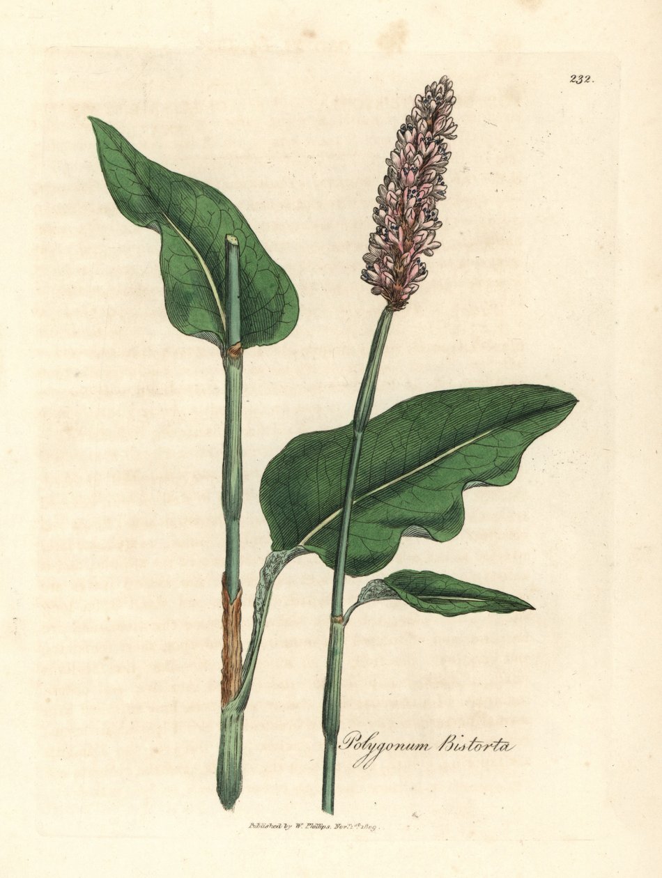 Bistort większy, Polygonum bistorta autorstwa James Sowerby
