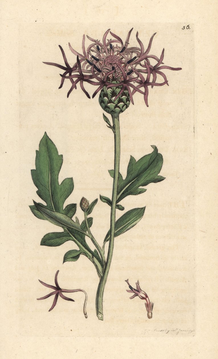 Knapweed większy, Centaurea scabiosa (Centauree scabieuse) Ręcznie kolorowany miedzioryt według ilustracji Jamesa Sowerby