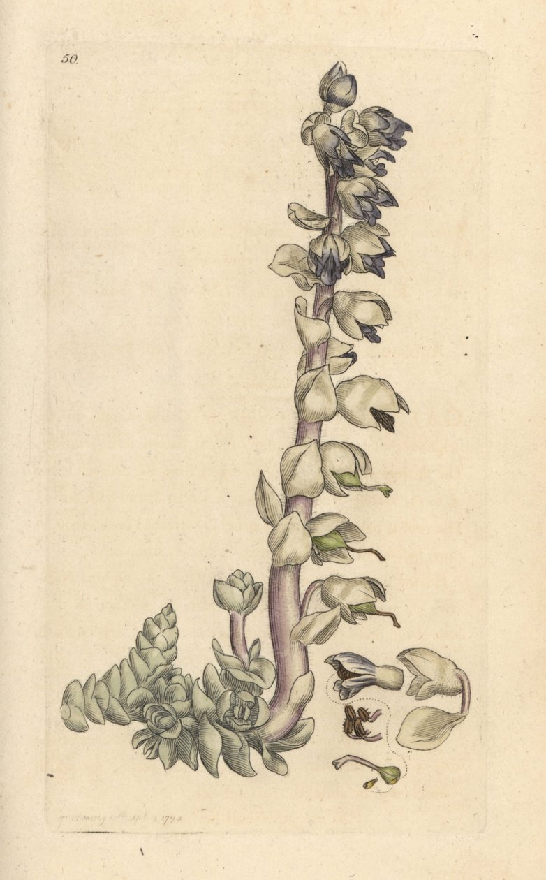 Ząb pospolity, Lathraea squamaria (Grande cardamine) Miedzioryt ręcznie barwiony według ilustracji Jamesa Sowerby