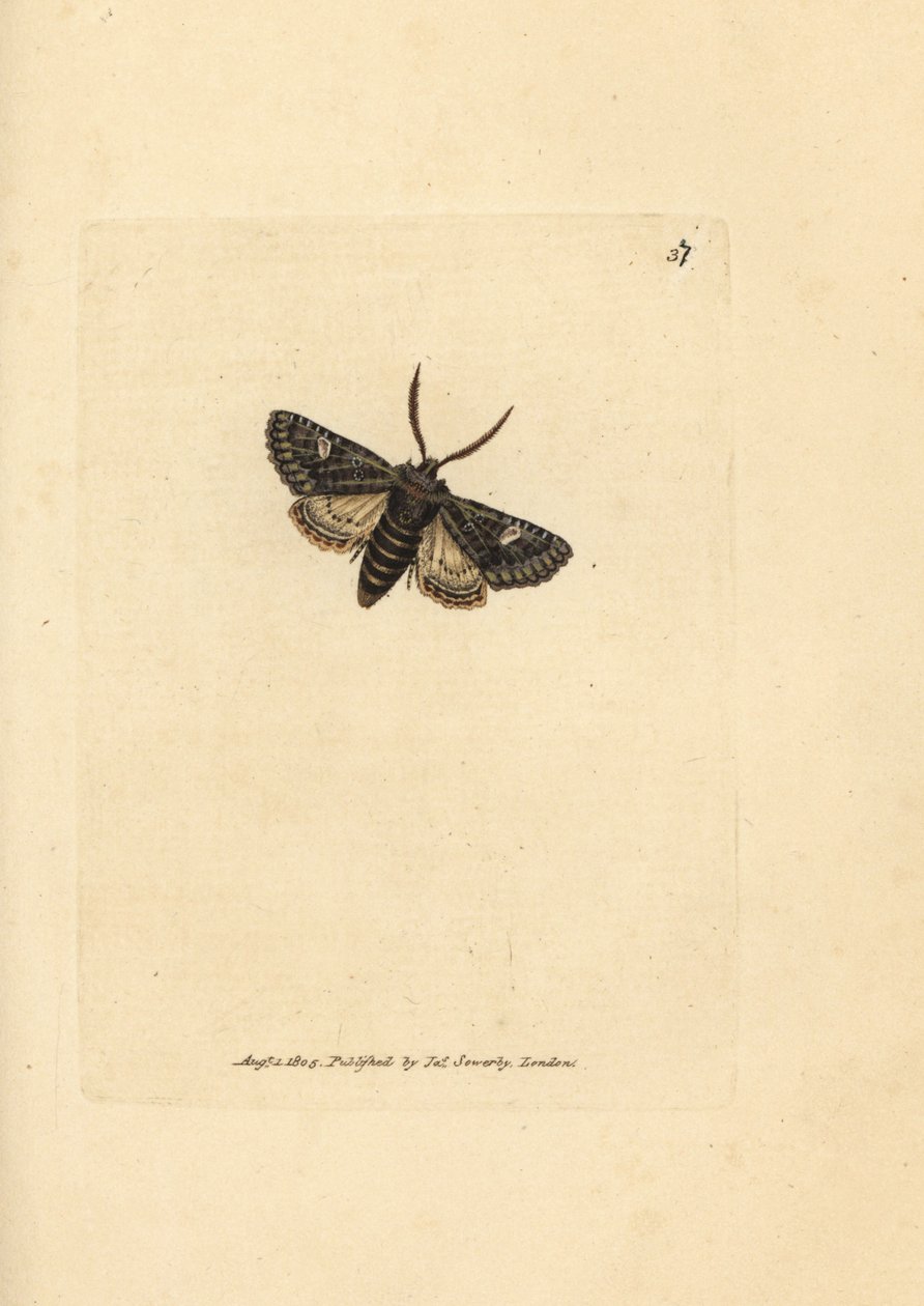 Ćma kropkowa zielono-cętkowa, Valeria oleagina (Phalaena Bombyx oleagina). Miedzioryt ręcznie barwiony autorstwa Jamesa Sowerby