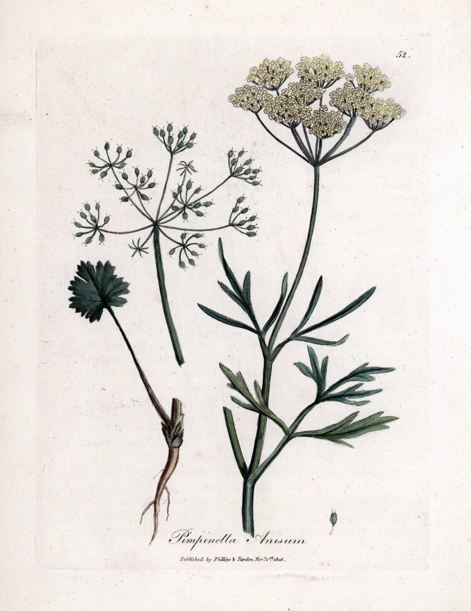 Anyż zielony (Pimpinella anisum). Miedzioryt ręcznie kolorowany na podstawie ilustracji autorstwa Jamesa Sowerby