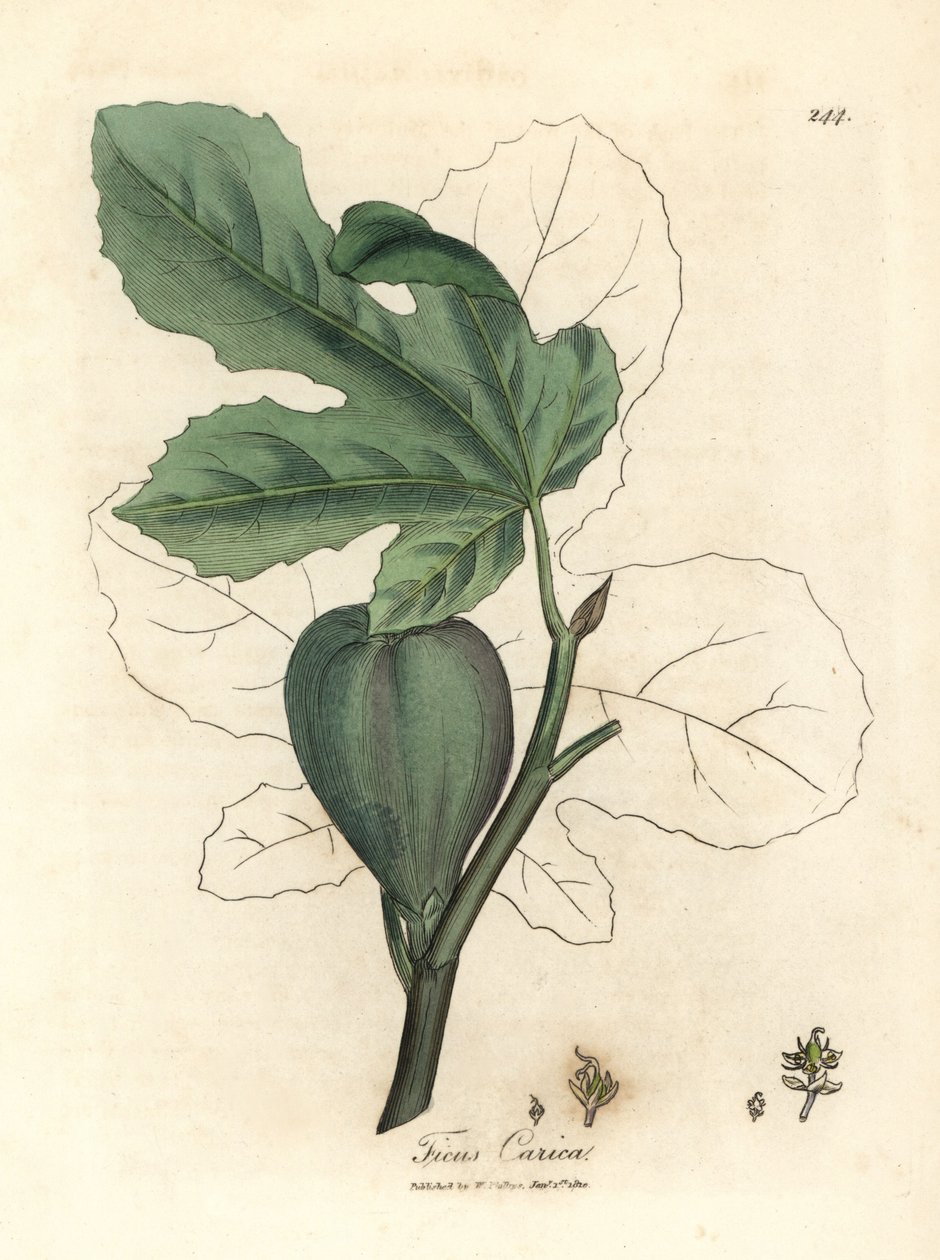 Zielona figa, owoce, liście, zarys liścia, Ficus carica autorstwa James Sowerby