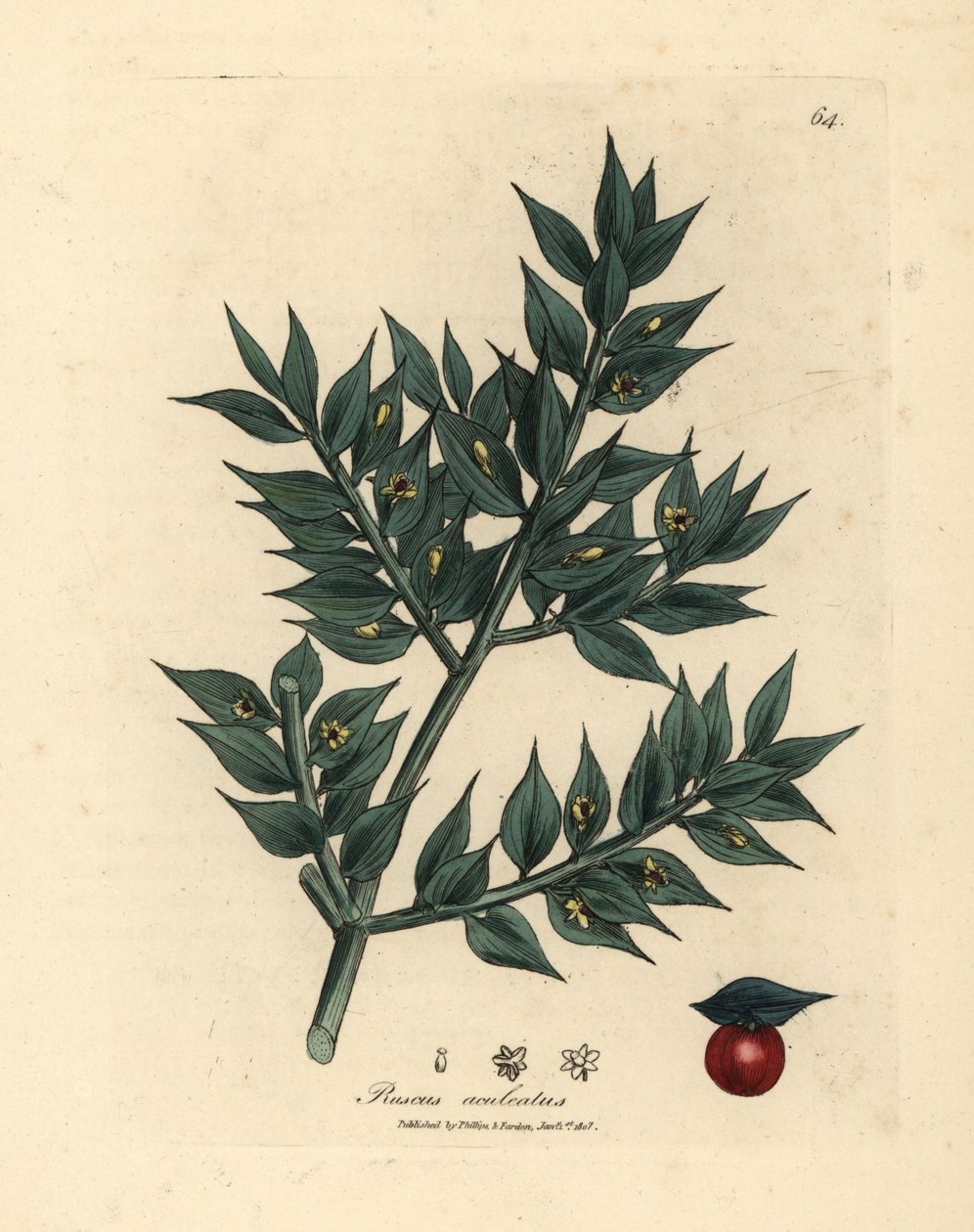 Miotła rzeźnicza o zielonych kwiatach, Ruscus aculeatus autorstwa James Sowerby