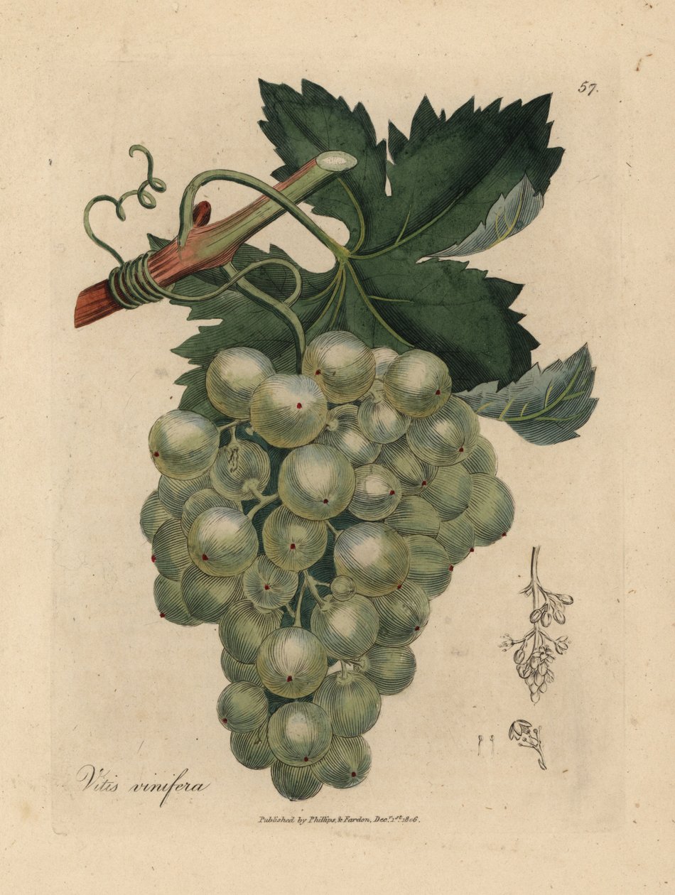 Zielone winogrona, winorośl i liście, Vitis vinifera autorstwa James Sowerby