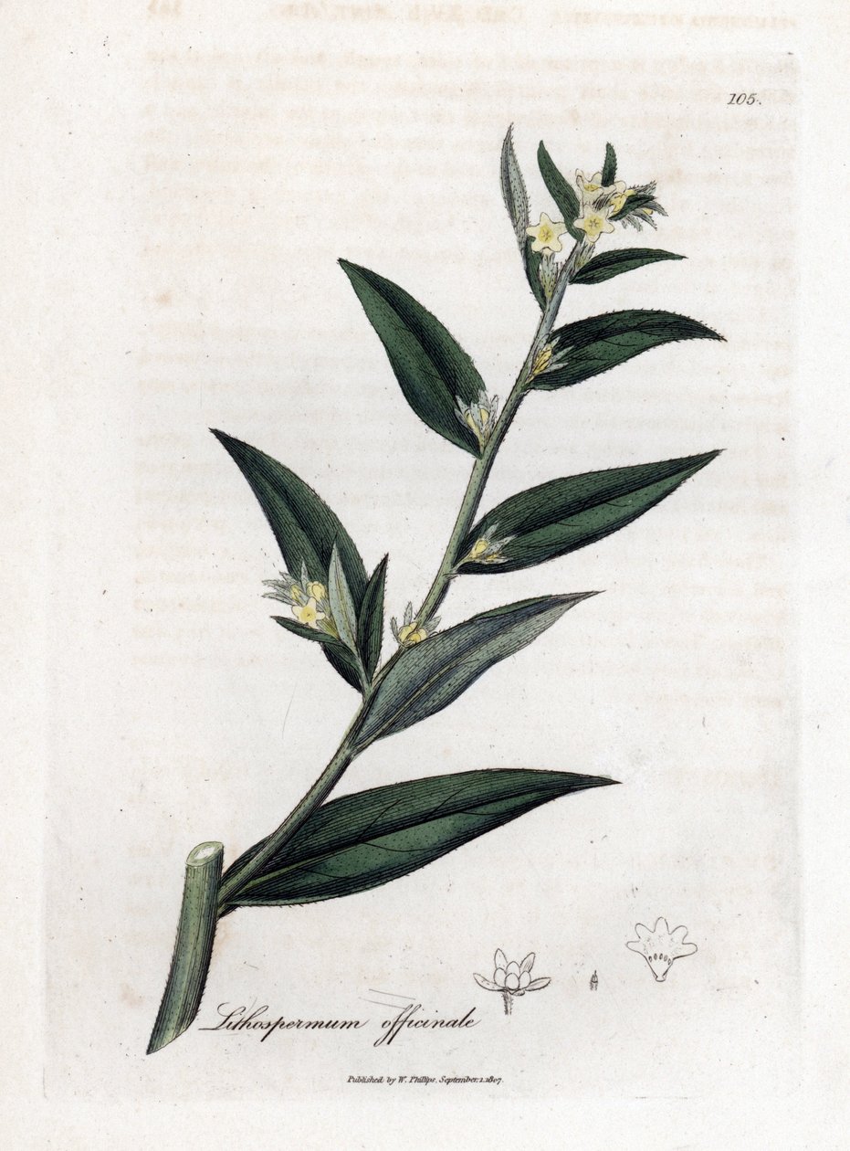 Gremil officinal lub trawa perłowa - Gromwell, Lithospermum officinale. Ręcznie kolorowany miedzioryt z ilustracji botanicznej autorstwa Jamesa Sowerby