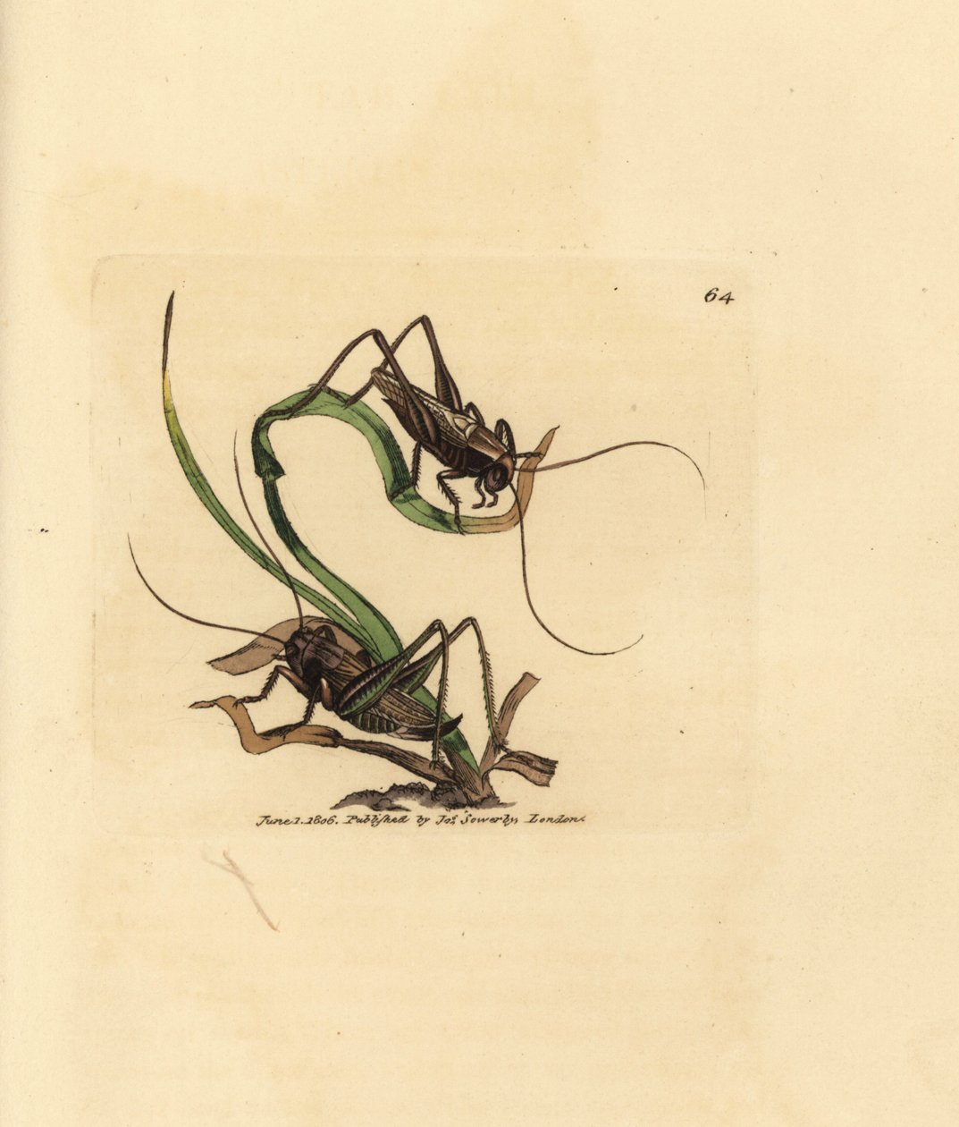Szary krzak krykieta, Platycleis grisea (szara szarańcza, szarańcza grisea). Miedzioryt ręcznie barwiony autorstwa Jamesa Sowerby