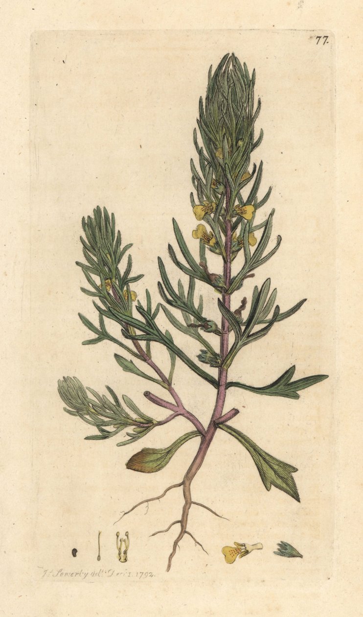 Sosna mielona, Ajuga chamaepitys (jodła) Odręczny miedzioryt według ilustracji Jamesa Sowerby