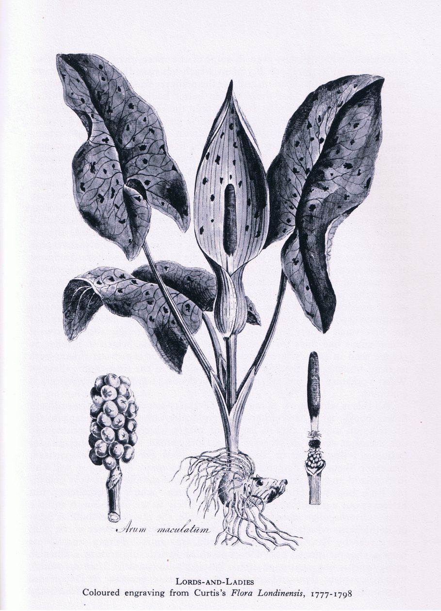 Herb Paris, Nature in Britain, wyd. Collins, 1946 autorstwa James Sowerby