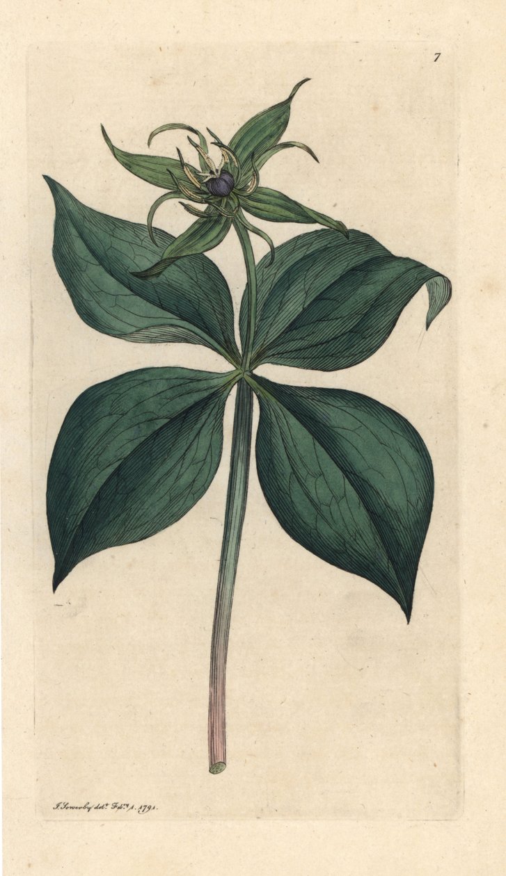 Herb Paris, Paris quadrifolia (Parisette à quatre feuilles) Miedzioryt ręcznie kolorowany według ilustracji Jamesa Sowerby