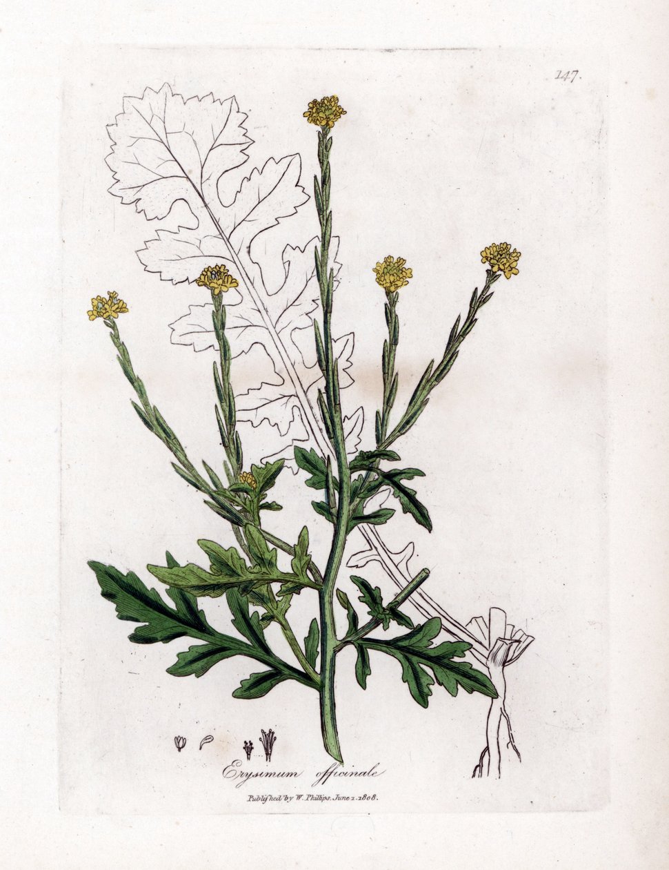 Ziele śpiewaków lub trawa żywopłotowa lub welarna - Gorczyca żywopłotowa, Erysium officinale. Ręcznie kolorowany miedzioryt z ilustracji botanicznej autorstwa Jamesa Sowerby