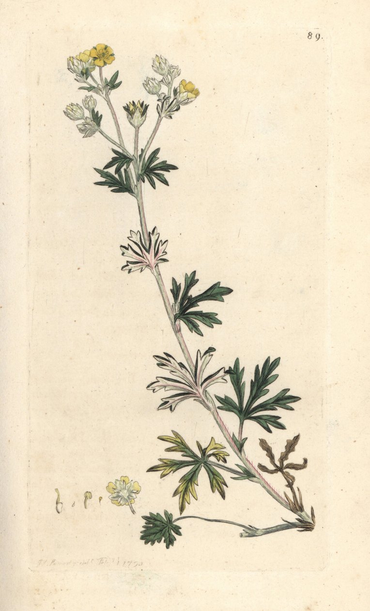 Pięciornik siwy, Potentilla argentea (Cinquefoil) Ręcznie kolorowany miedzioryt według ilustracji Jamesa Sowerby