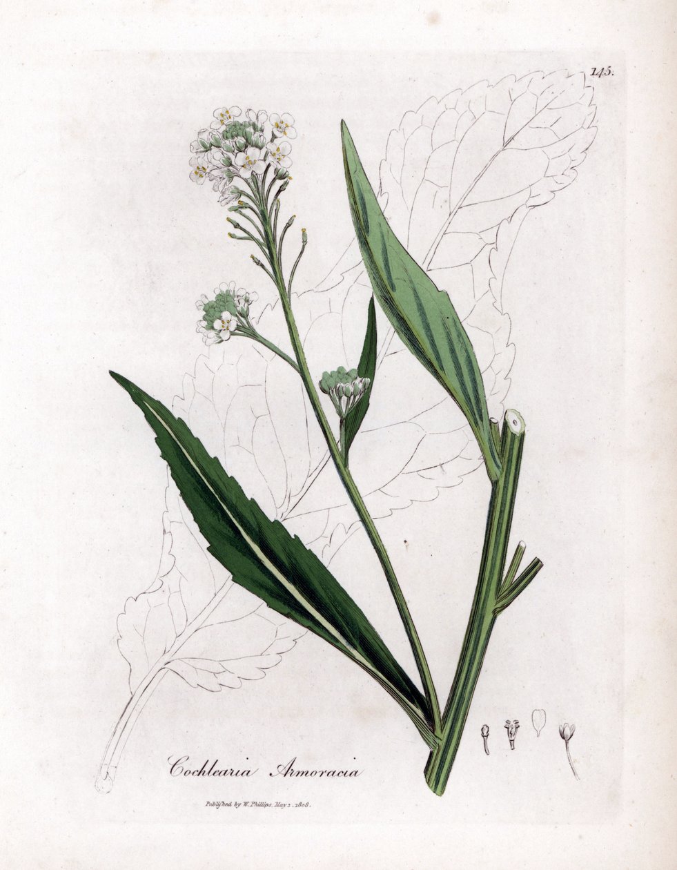 Chrzan lub żurawina - Chrzan, Armoracia rusticana. Ręcznie kolorowany miedzioryt z ilustracji botanicznej autorstwa Jamesa Sowerby