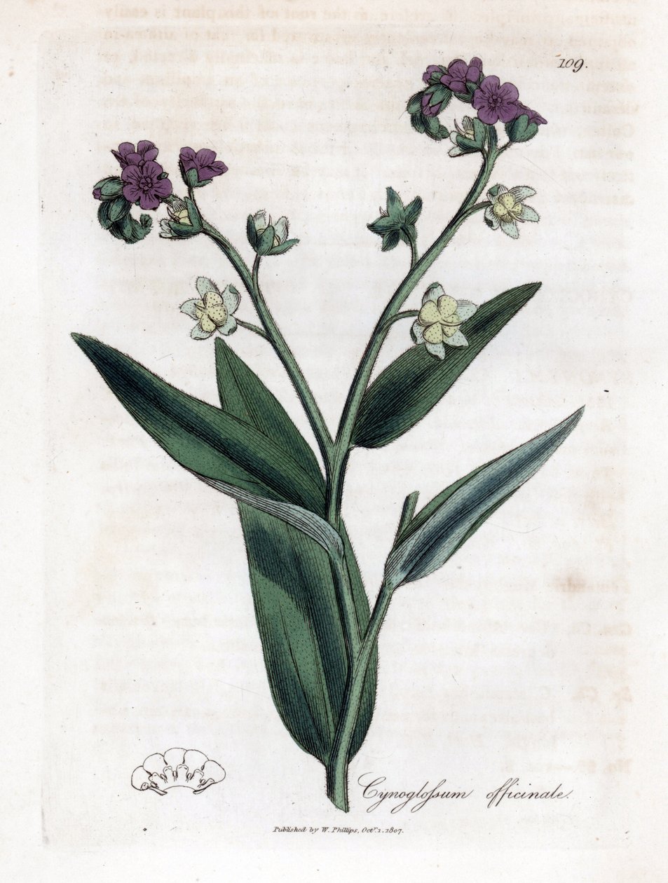 Język ogara, Cynoglossum officinale. Ręcznie kolorowany miedzioryt z ilustracji botanicznej autorstwa Jamesa Sowerby