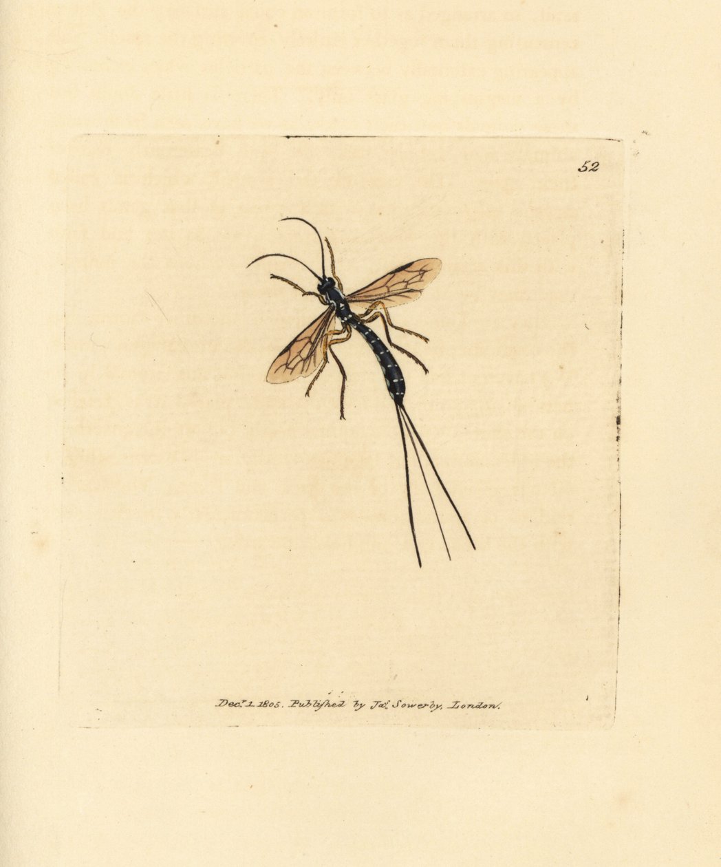 Mucha Ichneumon, Rhyssa persuasoria (Ichneumon persuasorius). Miedzioryt ręcznie barwiony autorstwa Jamesa Sowerby