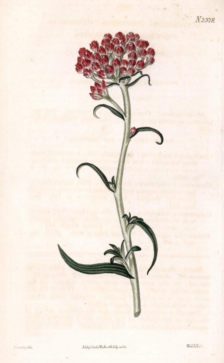 Gwiazda nieśmiertelnika - Helichrysum stellatum (Zwarty kwitnący gnaphalium, Gnaphalium congestum). Ręcznie kolorowany miedzioryt Weddella na podstawie ilustracji autorstwa Jamesa Sowerby