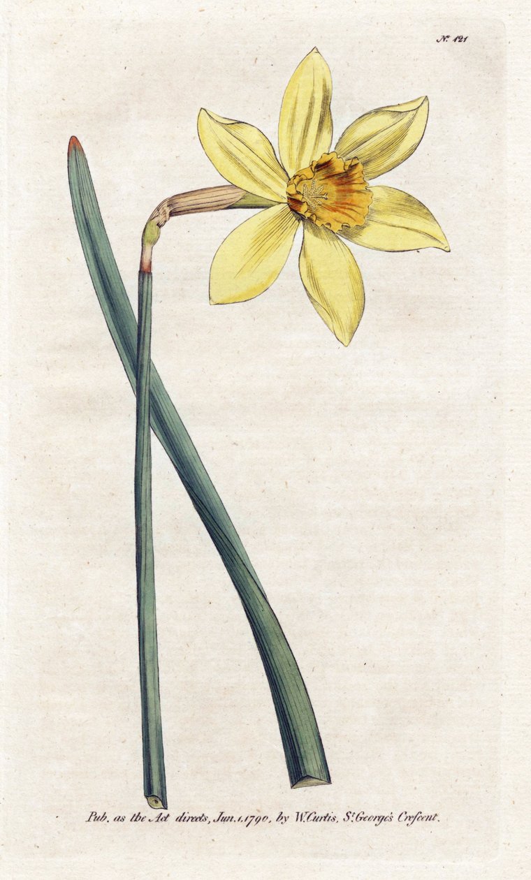 Niezrównany narcyz - litografia Jamesa Sowerby