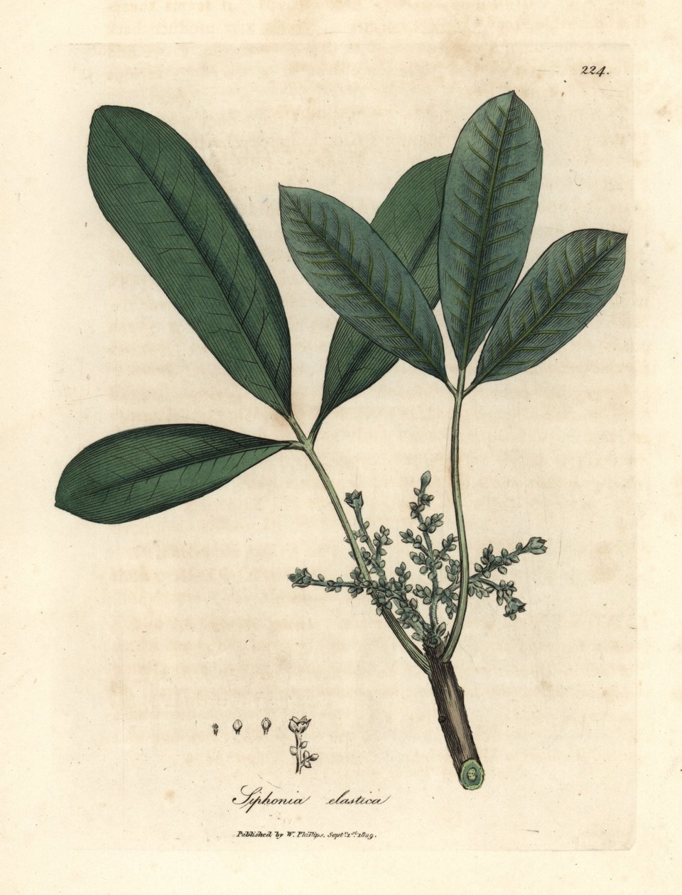 Drzewo kauczukowe w Indiach, drzewo z elastycznej żywicy, Siphonia elastica autorstwa James Sowerby