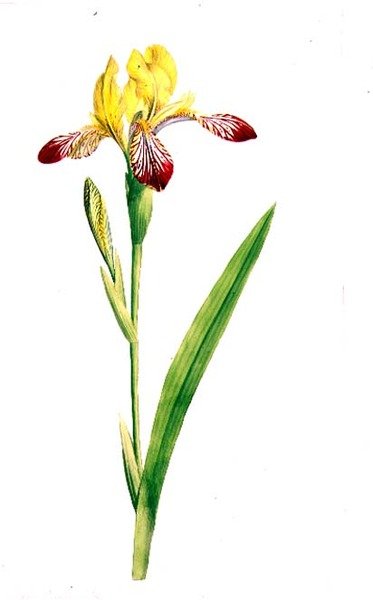 Iris Variegata, ok. 1800 (akwarela i ołówek na papierze) autorstwa James Sowerby