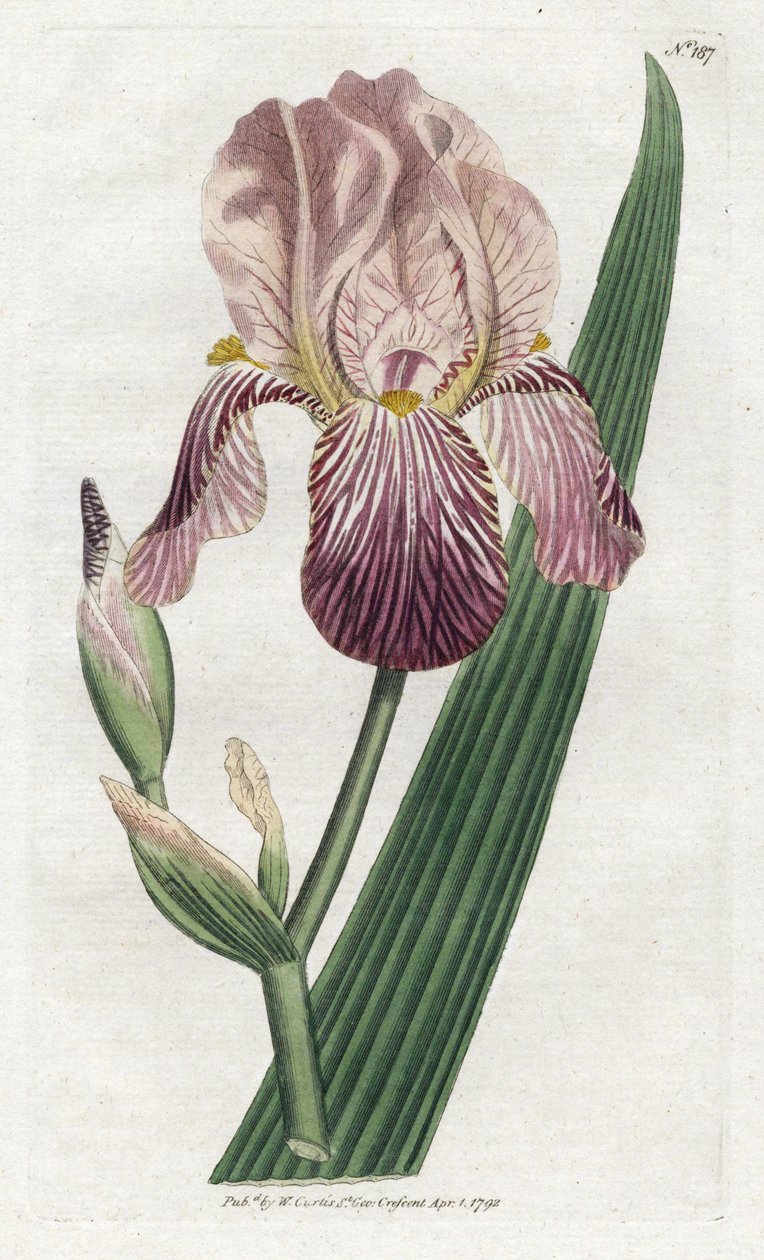 Iris o zapachu czarnego bzu - litografia Jamesa Sowerby